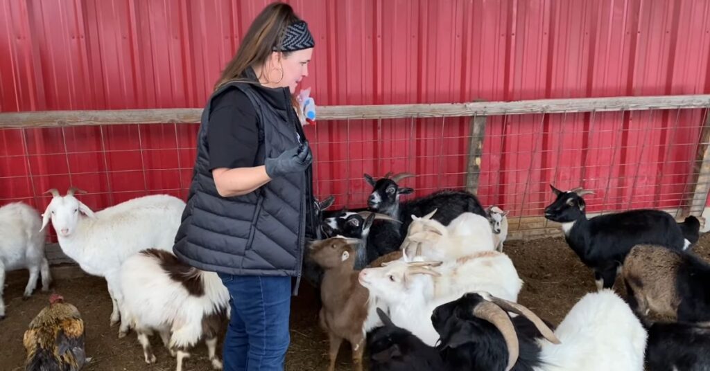 goat Working with a Veterinarian