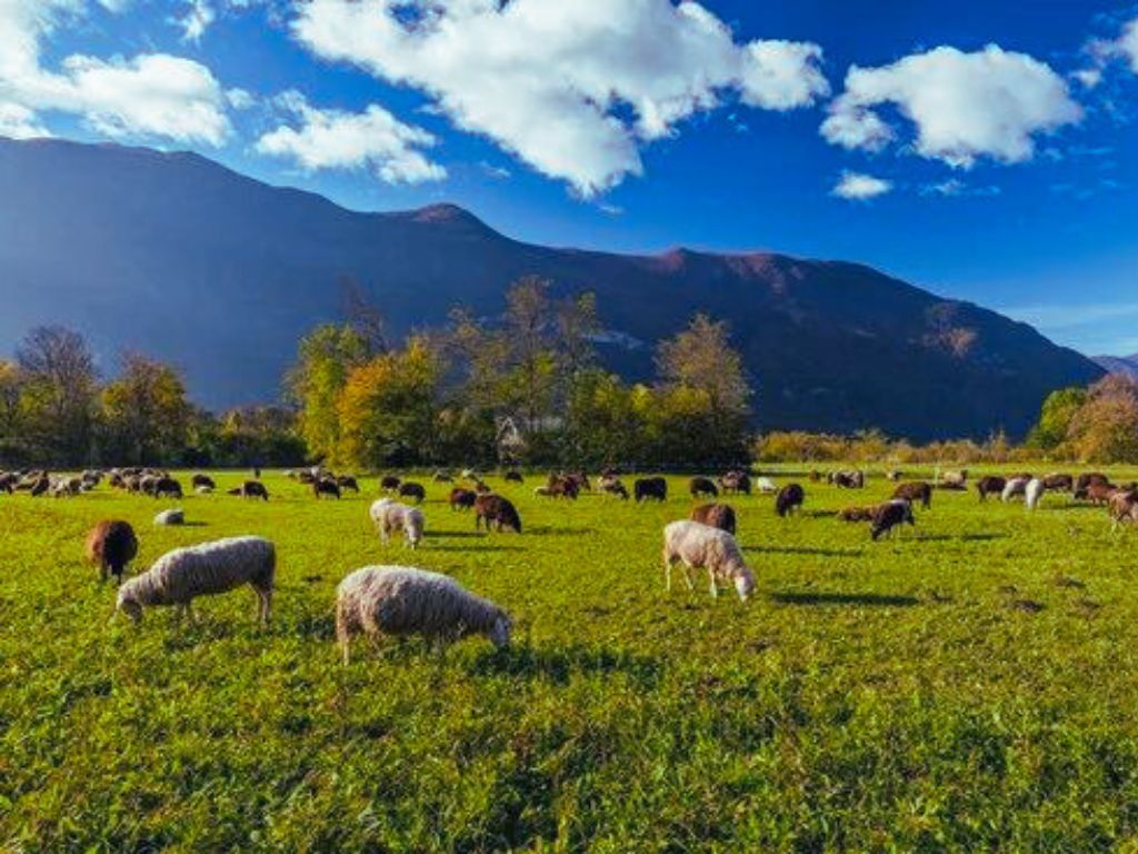 sheep grazing in the front yard